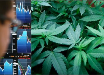 inwestycje w marihuanę