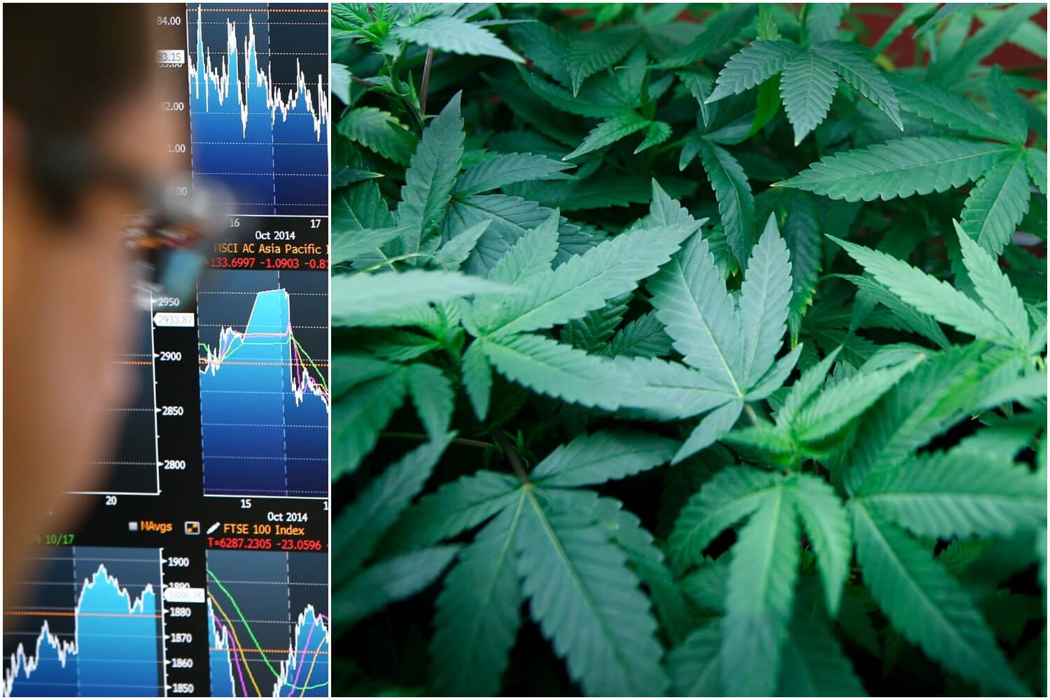 inwestycje w marihuanę